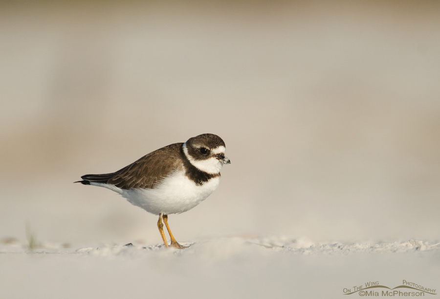 Semipalmated Plover in the sand