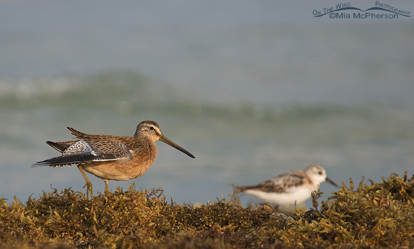 Short-billed Dowitcher on seaweed