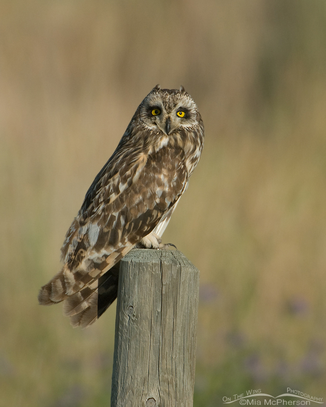 Short-eared Owl posing pretty, Glacier County, Montana