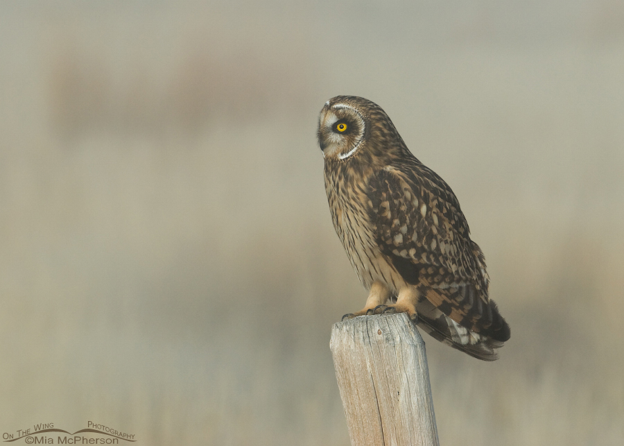 Horizontal Short-eared Owl female