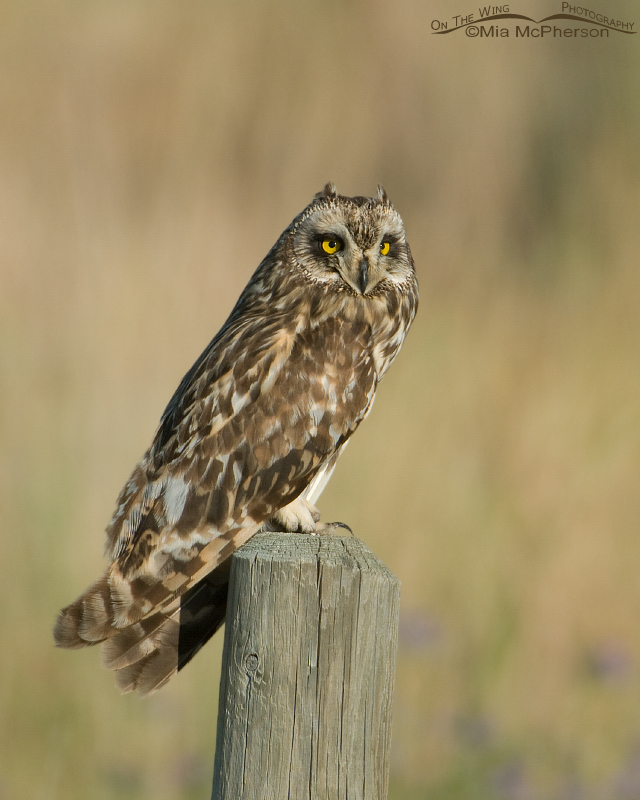 Short-eared Owl in Glacier County, Montana