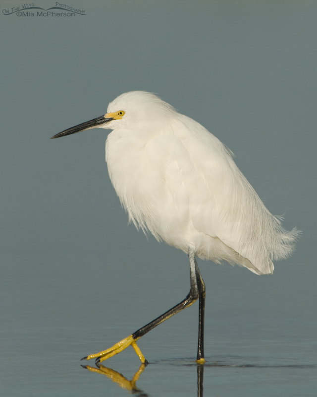 Calm Snowy Egret, Fort De Soto County Park, Pinellas County, Florida