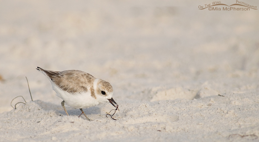 Snowy Plover with ant