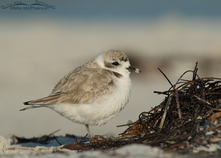 Snowy Plover on the wrack line