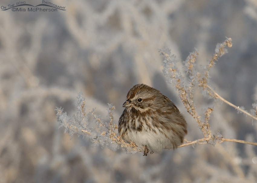 Song Sparrow in the frost