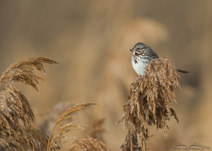 Song Sparrow on frosty phragmites