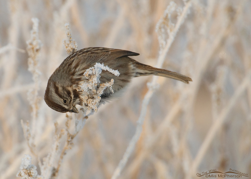 Song Sparrow working at getting some seeds