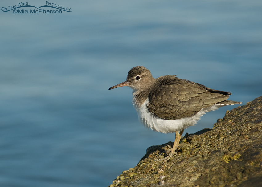 Spotted Sandpiper fluffing its feathers