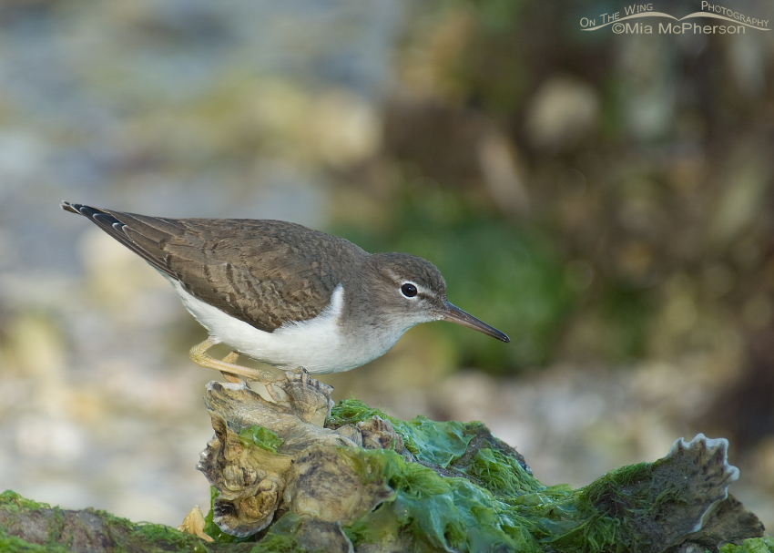 Spotted Sandpiper perched on oysters