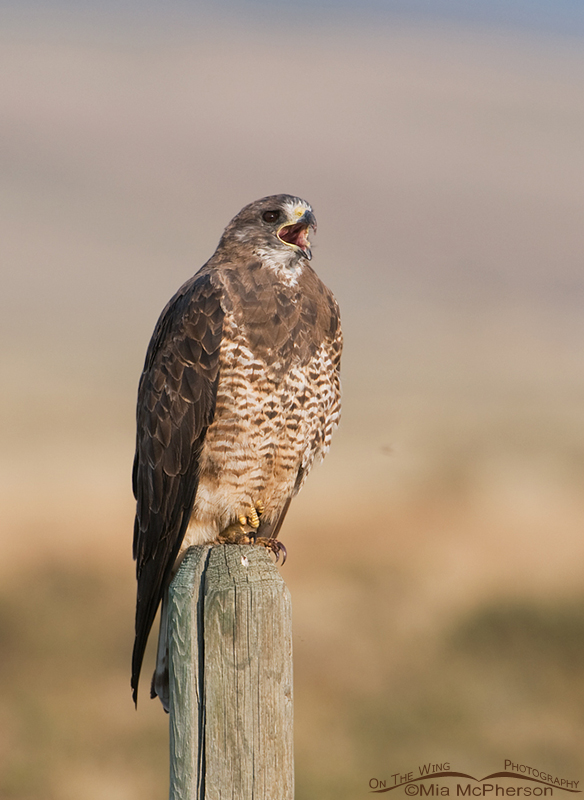Adult Swainson's Hawk calling from a fence post
