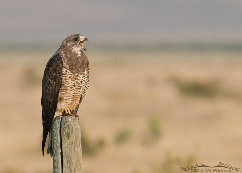 Calling adult Swainson's Hawk