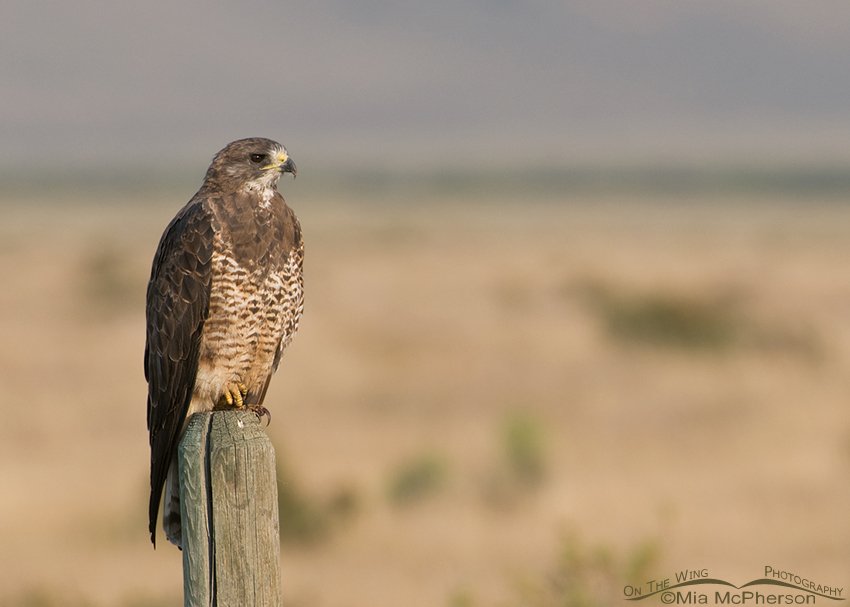 Swainson's Hawk in the Centennial Valley of Montana