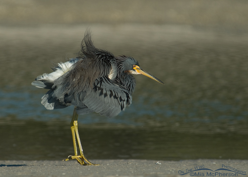 Tricolored Heron shaking it up