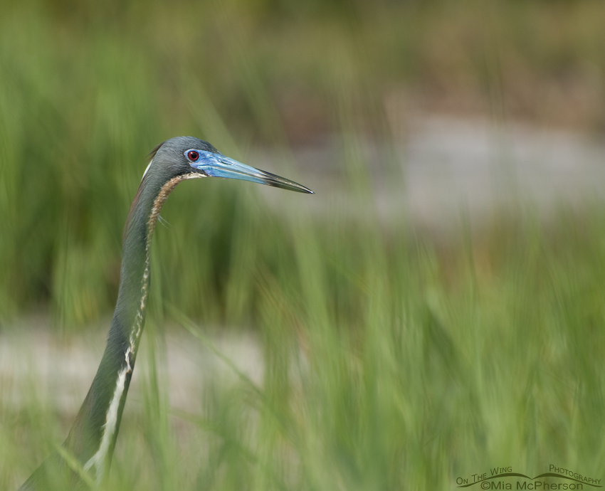 Tricolored Heron in spartina