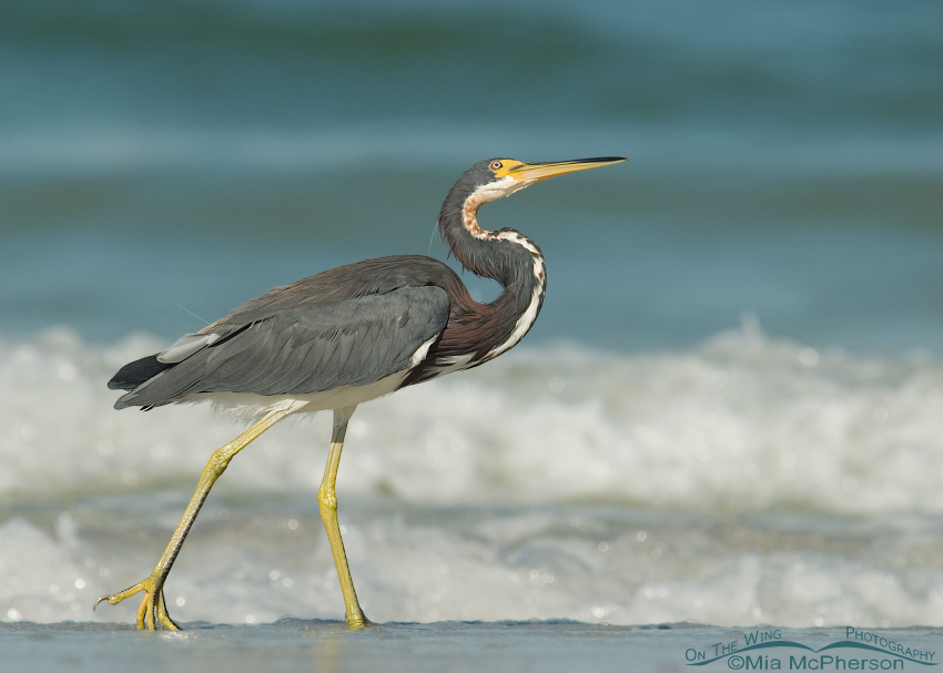 Tricolored Heron with an eye on the sky