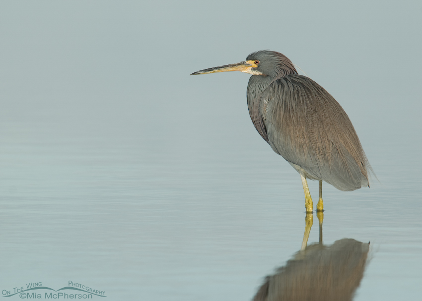 Tricolored Heron Tranquility