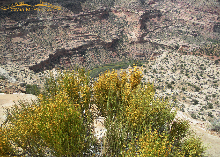 The "Little Grand Canyon" with the San Rafael River flowing through it from high on the Wedge