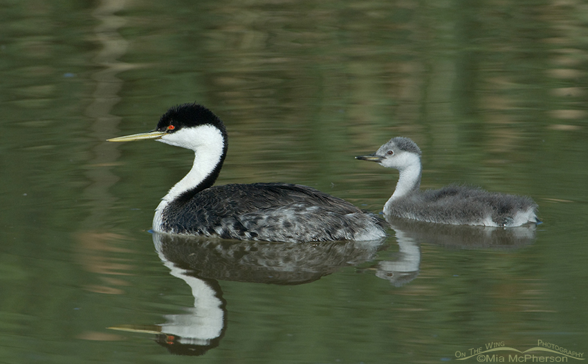 Western Grebe and chick
