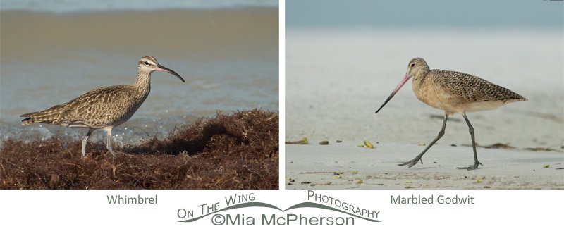Whimbrel - Marbled Godwit comparison images Whimbrel - Marbled Godwit comparison images