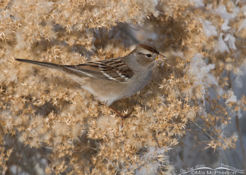 Juvenile White-crowned Sparrow with a seed on its bill