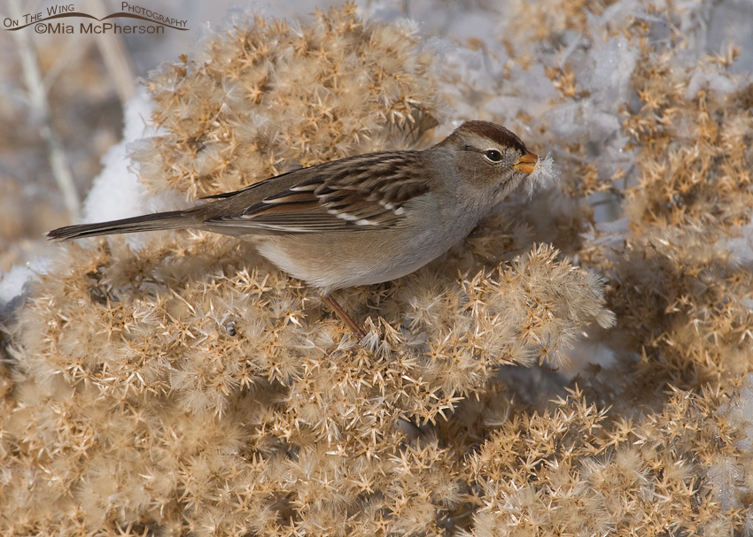 Juvenile White-crowned Sparrow with a frost covered seed
