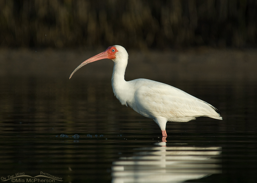 Adult White Ibis in the dark waters of a lagoon