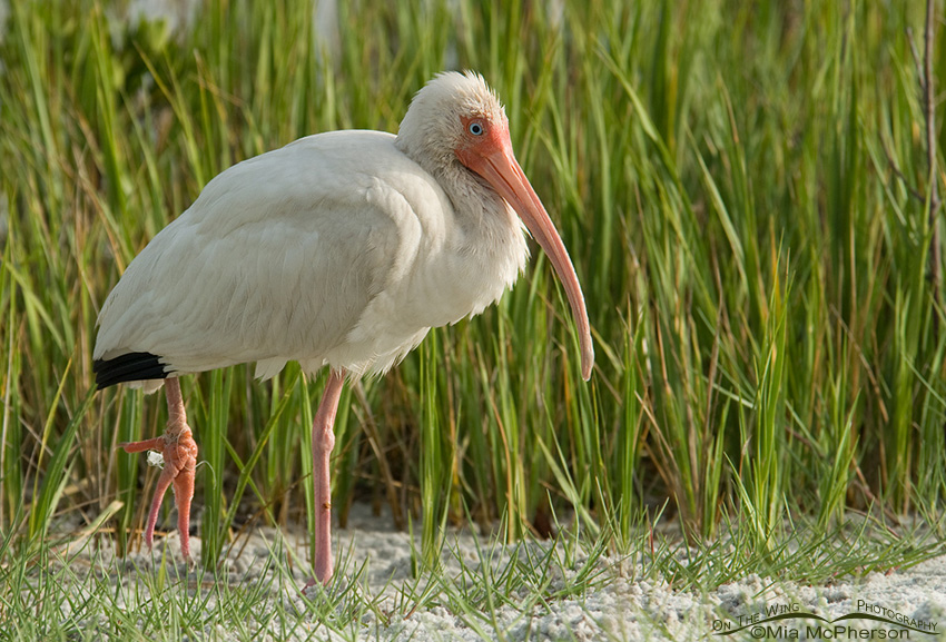 White Ibis with foot tangled in fishing line