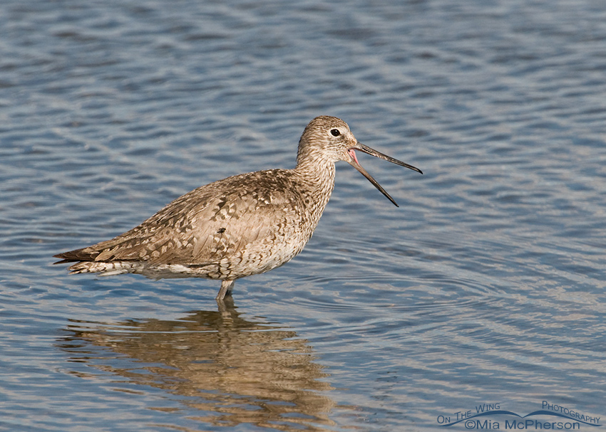 Calling adult Willet