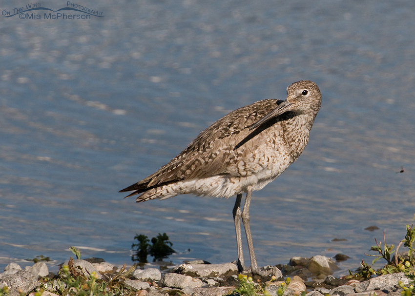 Willet adult with a headturn