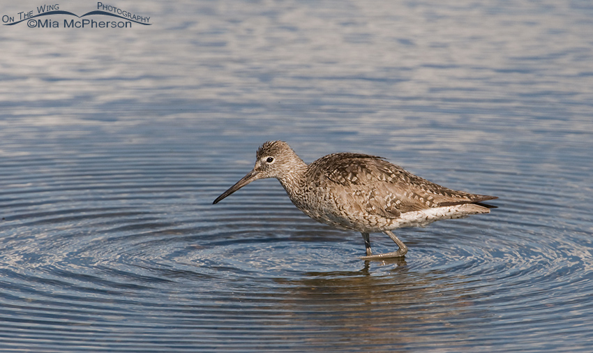 Bathing adult Willet