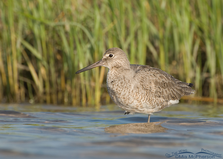 Willet resting in a Spartina Marsh
