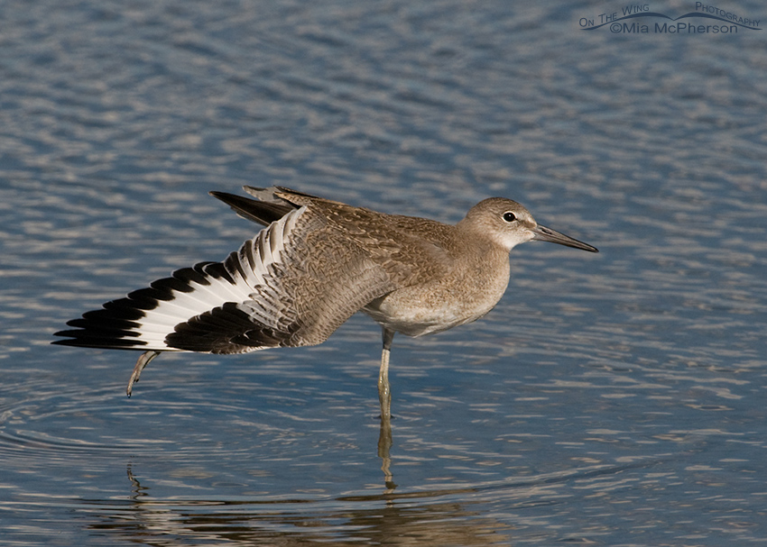 Juvenile Willet stretching a wing