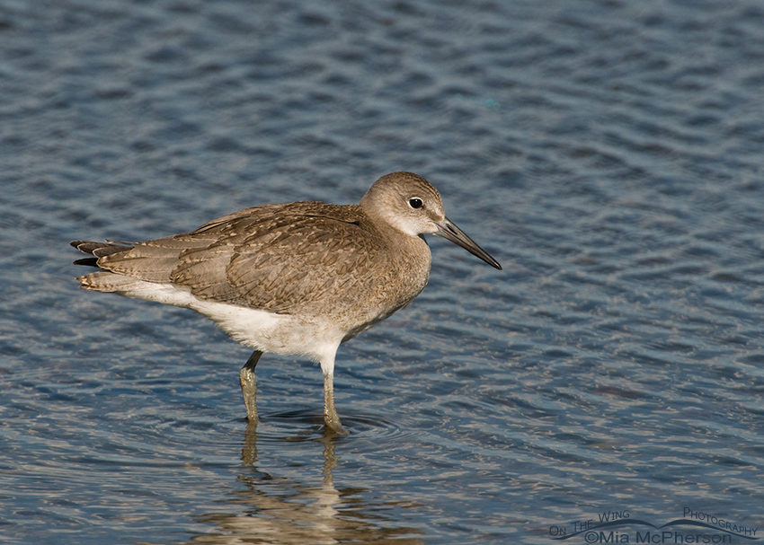 Juvenile Willet in the shallows