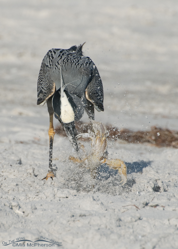 Yellow-crowned Night Heron catching a Ghost Crab