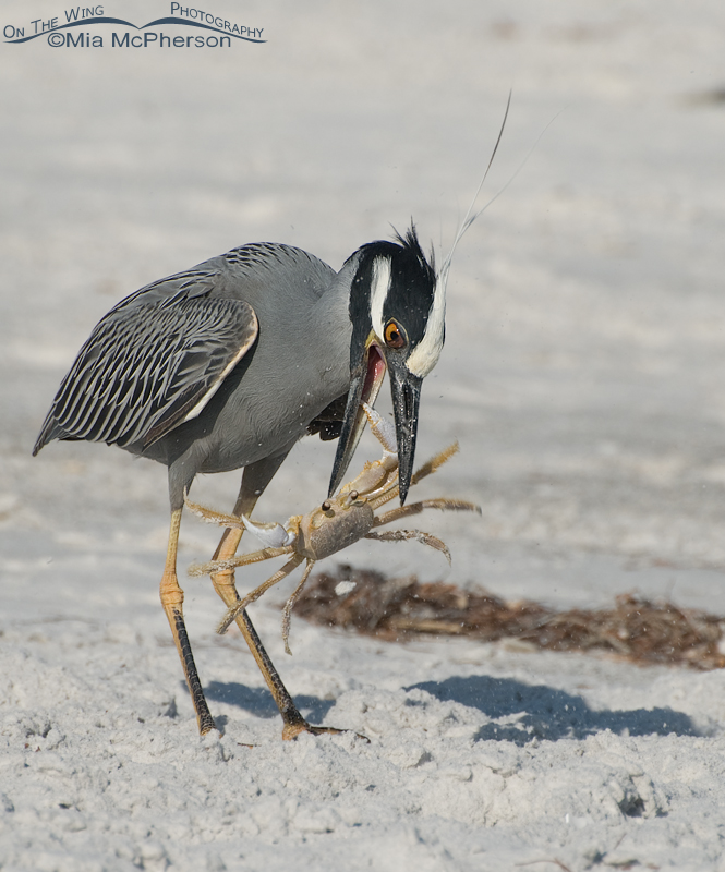 Yellow-crowned Night Heron with a Ghost Crab on its bill