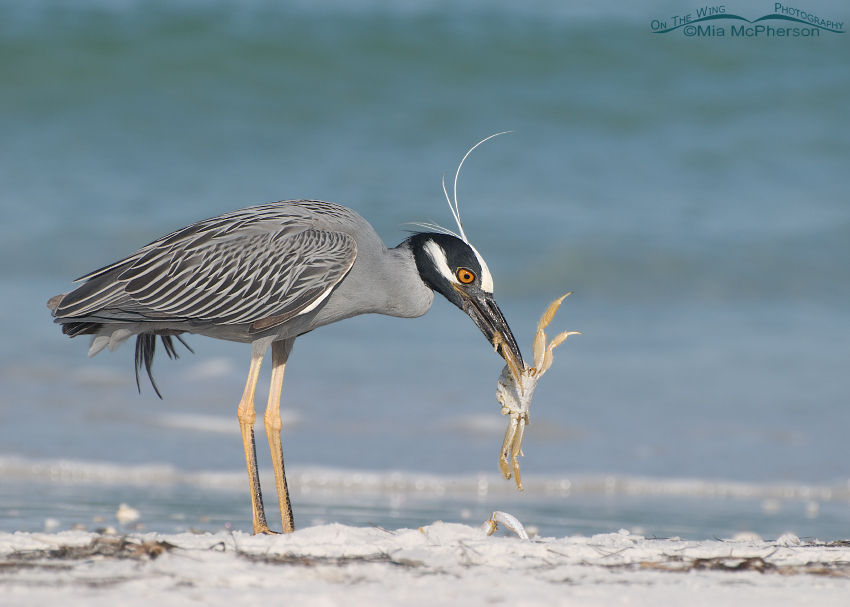 Yellow-crowned Night Heron tearing up a Ghost Crab
