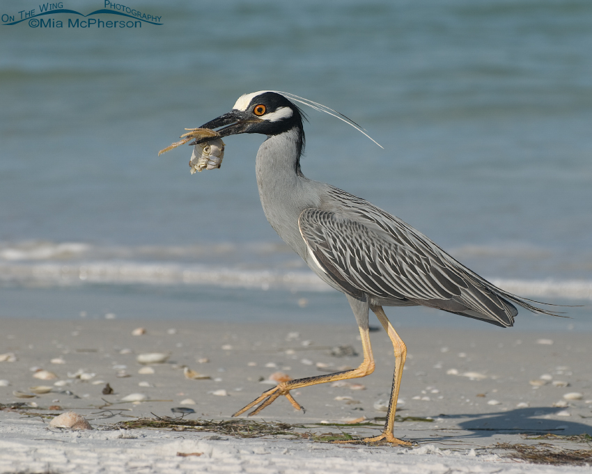 Yellow-crowned Night Heron with breakfast on the go