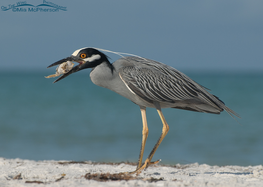 Yellow-crowned Night Heron with nearly devoured Ghost Crab
