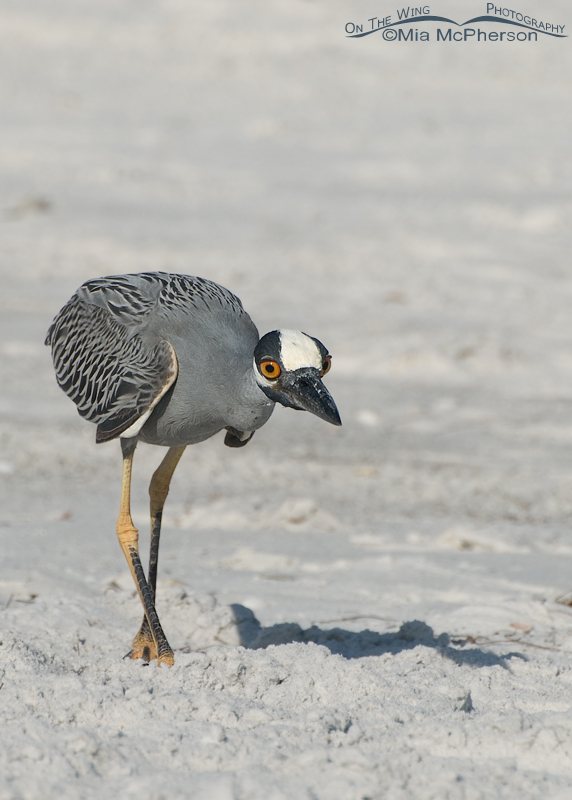 Yellow-crowned Night Heron stalking a Ghost Crab