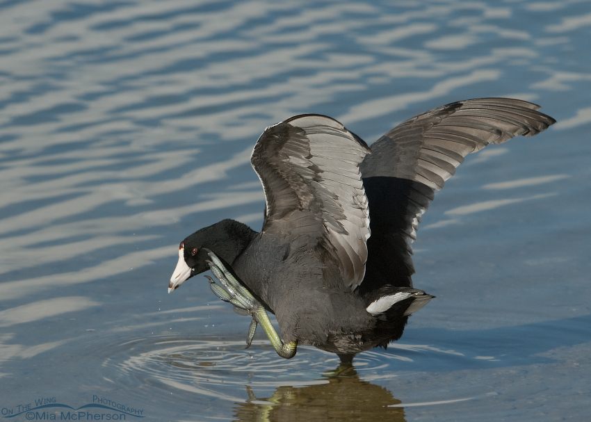 American Coot Scratching