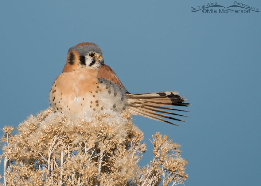 American Kestrel with tail fanned