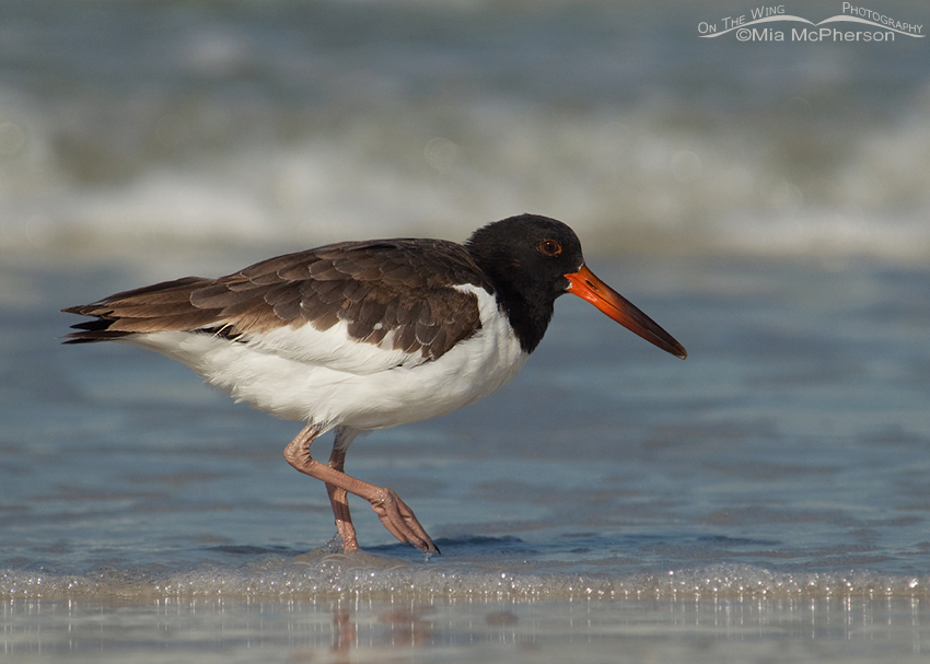 American Oystercatcher at 103 days old