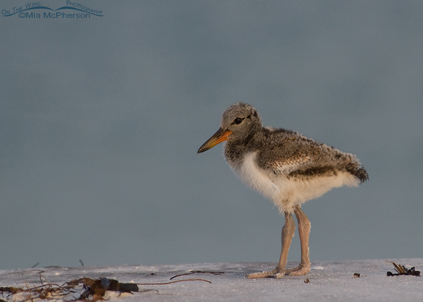 Thirteen day old American Oystercatcher chick
