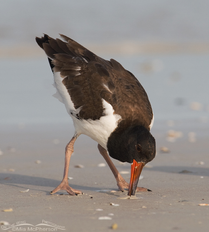 79 day old American Oystercatcher foraging