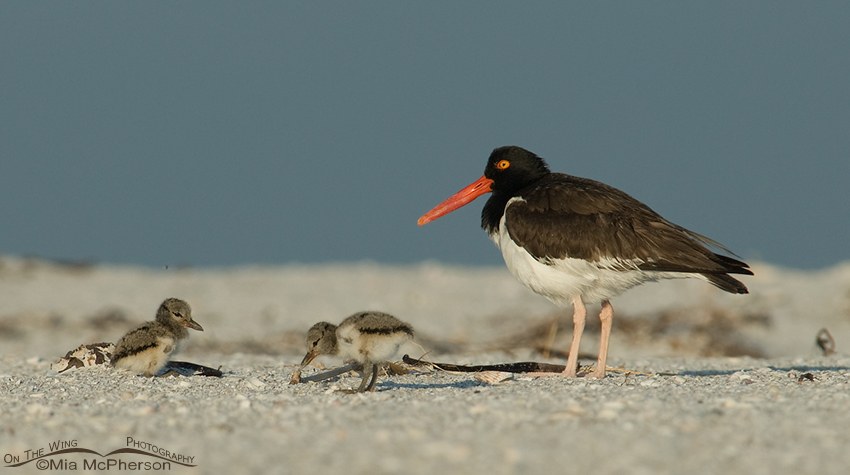 American Oystercatcher with two-day old chicks