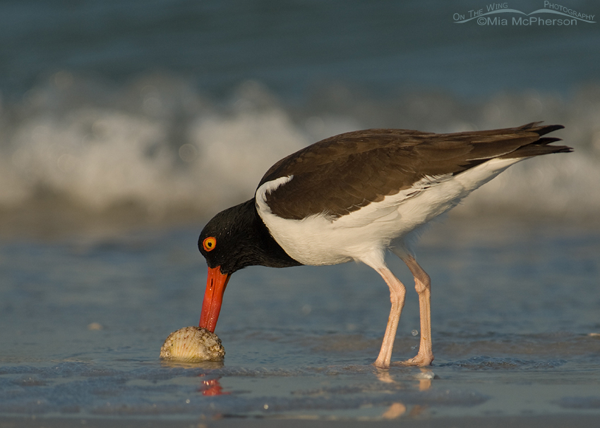 American Oystercatcher prying open a shell