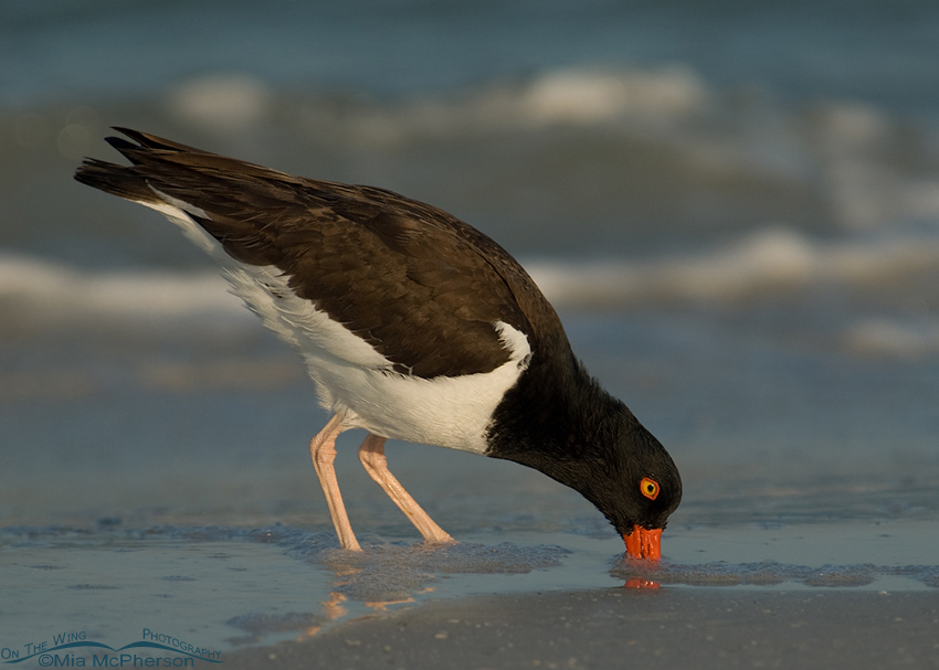 American Oystercatcher probing for Coquinas