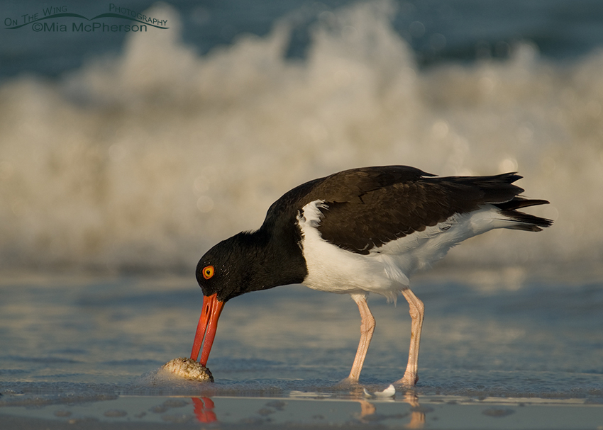 American Oystercatcher with incoming wave