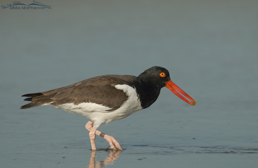American Oystercatcher with a Coquina
