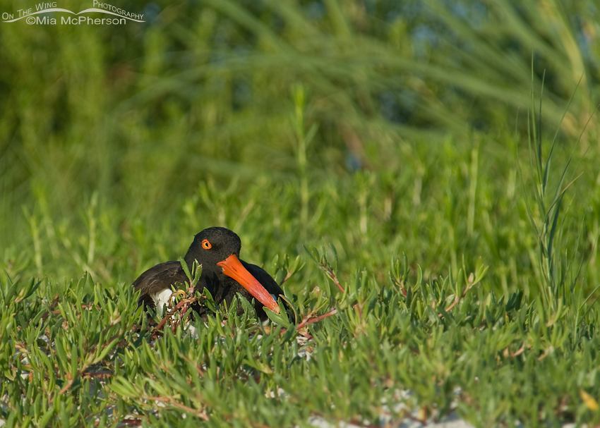 An American Oystercatcher on its nest